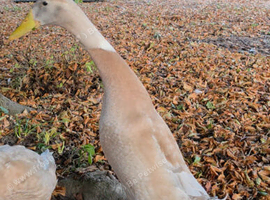 4 month old indian runner drake