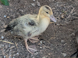 3x Appleyard ducklings