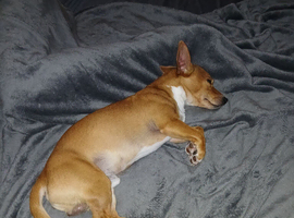 Jack russel/chihuahua