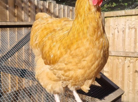 Buff Orpington Cockerels