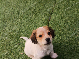 *update only 2 girls and 1 boy left now* 4 left of 8 lovely jack Russell puppies
