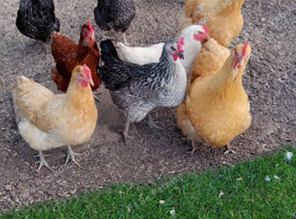 Hybrid hens (Buff Orpington and Pied NOT INCLUDED)