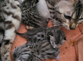 Mum and 3 beautiful bengal girls