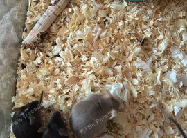 Female mice