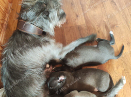 Bedlington whippet puppies.