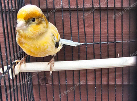 Harliquin canary( hen)