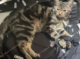Friendly kitten comes with everything