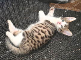 Brngal kitten male