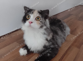 Persian x Scottish fold 6 months female
