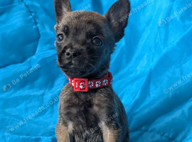 Belgian shepherd mix