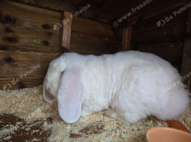 Rew french lop buck 10 months show stock