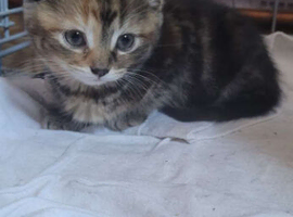 2 kittens for sale