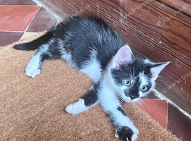 2 beautiful friendly kittens.