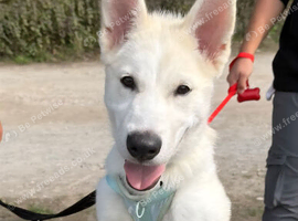 Siberian husky puppy looking for a forever home