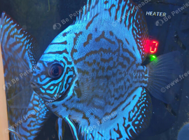 Discus - Breeding pair &pound;100