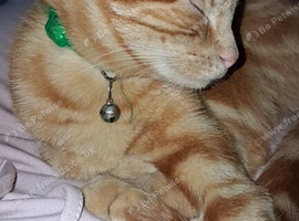Ginger male cat