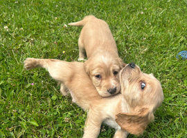 Cocker spaniel puppies