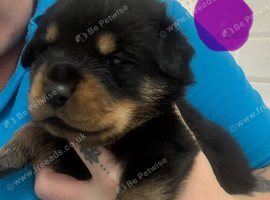 Rottweiler puppies