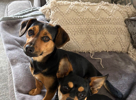 Chiweenie x
