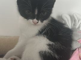 Kittens