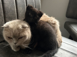 10 week old black  Scottish fold boy
