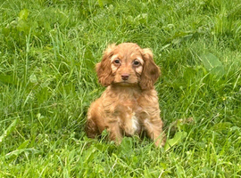 Cockapoo pups