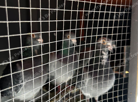 44 racing pigeons
