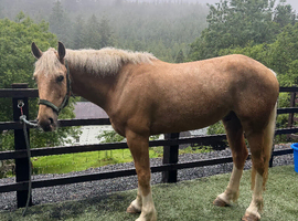 Gentle giant for sale