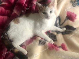 2 years old female