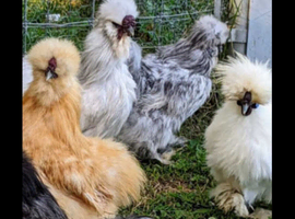 Silkie pullets and cockerals for sale