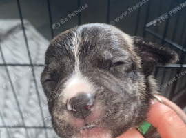 Gorgous Staffordshire bull terrier ready to leave 3 boys left