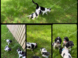 KC registered English Springer Spaniels