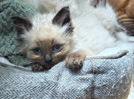 Pure beautiful ragdolls