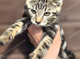 Silver reverse bengal male 20 weeks old