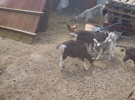 Goat kids for sale
