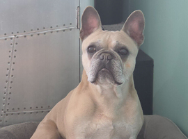 Male French bulldog, KCReg, 7yrs