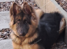 Beautiful kc blue&tan pup