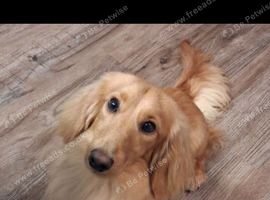 Dachshund stud