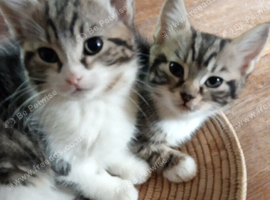 Adorable Kittens (Can be delivered)