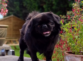 FLUFFY PUG STUD carries every colour Inc husky