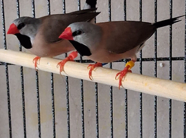 Pair of Hex finches
