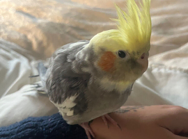 Amazing charactered female hand tame cockatiel