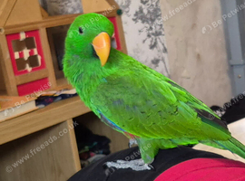 Stunning solomon Eclectus