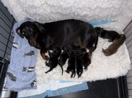 DACHSHUND PUPPIES!