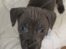 Cane corso x American bulldog