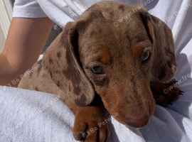 minature boy dachshund