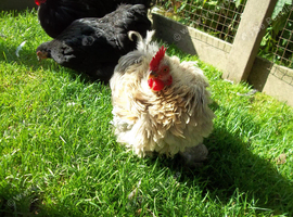 2025 BRED PEKIN BANTAMS SMOOTH AND FRIZZLED.