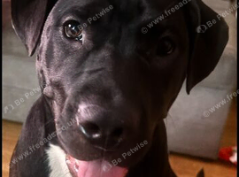 Dog 7months old