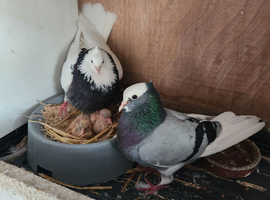 Iranian pigeons