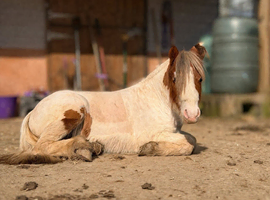 Mini cob colt